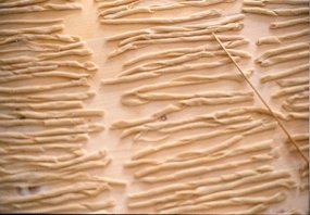 Fileja - Filatiedi pasta fresca tipica calabrese